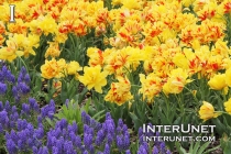 flowers-field