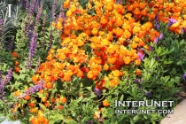 flowers-beautiful