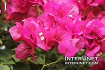 pink-flowers