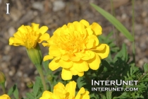 beautiful-yellow-flowers