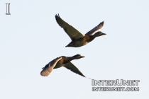 flying-ducks