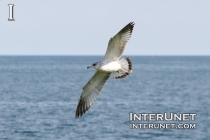 flying-seagull
