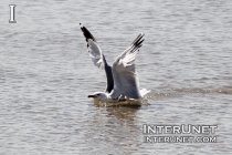 funny-seagull-on-the-lake
