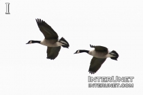 geese-flying-up-in-the-sky