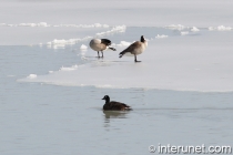 geese-on-frozen-lake