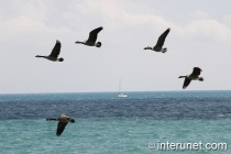geese-on-the-lake