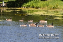 geese-on-the-pond