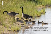 geese-with-babies