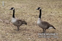 geese