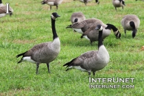 geese