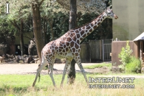 giraffe-in-Brookfield-Zoo