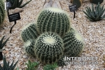 Golden barrel Echinocactus glusonii