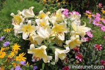 gorgeous-heart-shaped-flowers