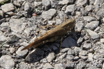 grasshopper