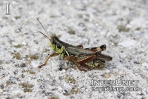 grasshopper