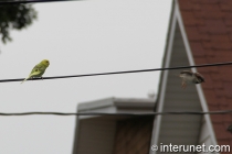 green-parrot-watching-flying-sparrow-amazing-animals 