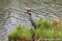 heron