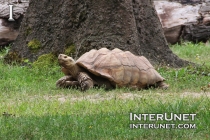 huge turtle