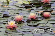 pond-with-water-lilies