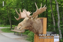 moose-head