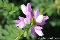 beautiful white purple flower