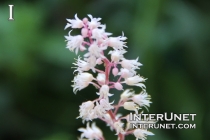 beautiful-flowers