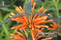 amazing-orange-flower