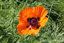 orange-poppy