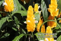 Pachystachys lutea, Golden Candle Plant