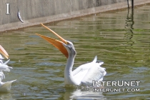 pelican-catching-fish