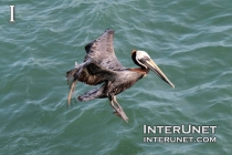 pelican-landing