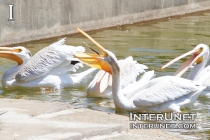 pelican-is-catching-fish