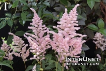 pink flowers