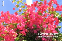 pink-flowers