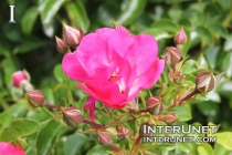 pink-rose-beautiful