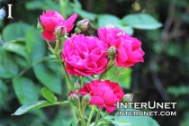pink-roses