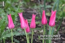 pink-tulips