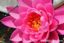 pink-water-lily-with-dragonfly