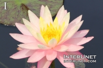 water-lily-pink