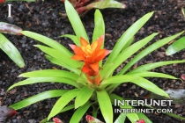 plant-with-beautiful-flower