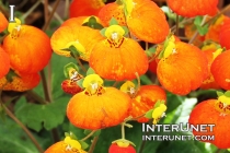 Pocketbook-Flower-Calceolaria-Hybrid-‘Calynopsis-Orange’