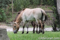 przewalski's-horse