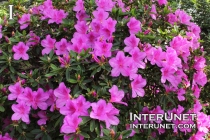 purple-azalea