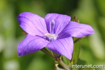 purple-flower