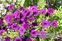 purple-flowers-beautiful