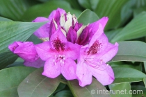  beautiful-purple-flowers 