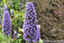 amazing-purple-flowers
