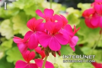 red-flowers