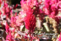 red-flower-beautiful