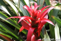 red-flower